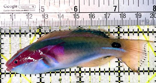 Exquisite Fairy Wrasse (Maldives Special Grade) EFW071902 WYSIWYG Size: L  3.75"