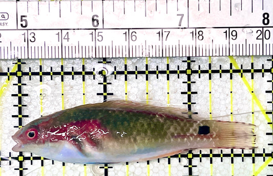 Exquisite Fairy Wrasse (Maldives Special Grade) EFW071903 WYSIWYG Size: L 3.75"