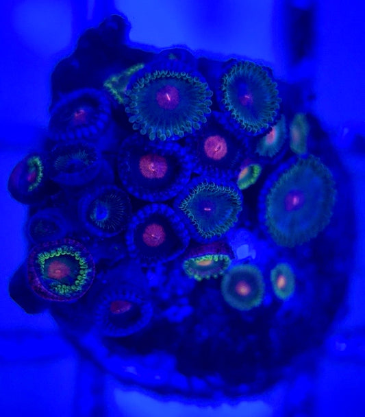 Zoas/Paly ZP102904 WYSIWYG