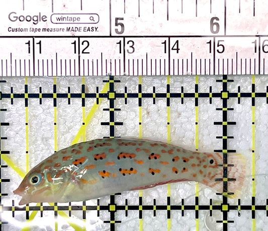 Timor Wrasse TW071901 WYSIWYG Size: M 2"
