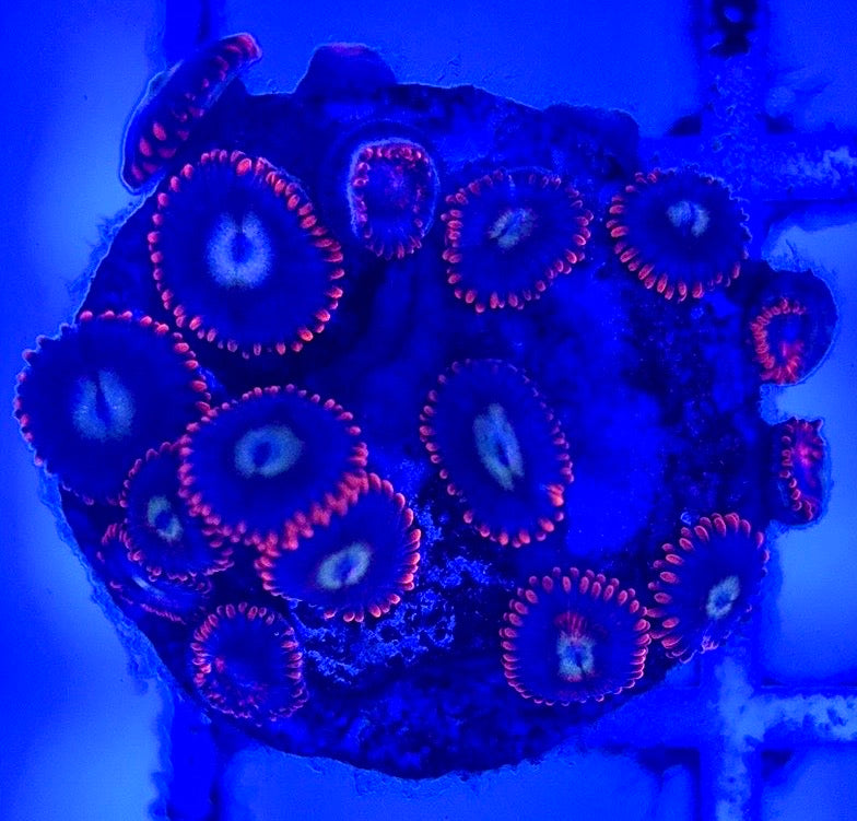 Zoas/Paly ZP102901 WYSIWYG