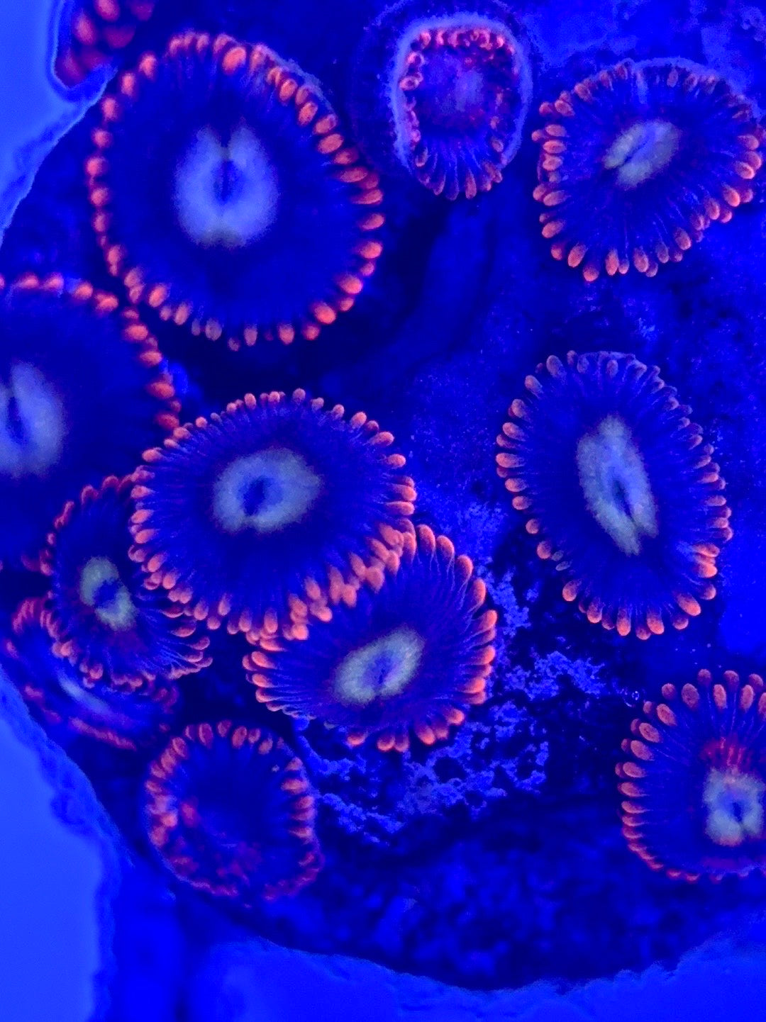 Zoas/Paly ZP102901 WYSIWYG