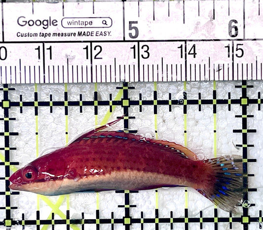 HighFin Fairy Wrasse (Maldives Special Grade) HFW071901 WYSIWYG Size: L 2"