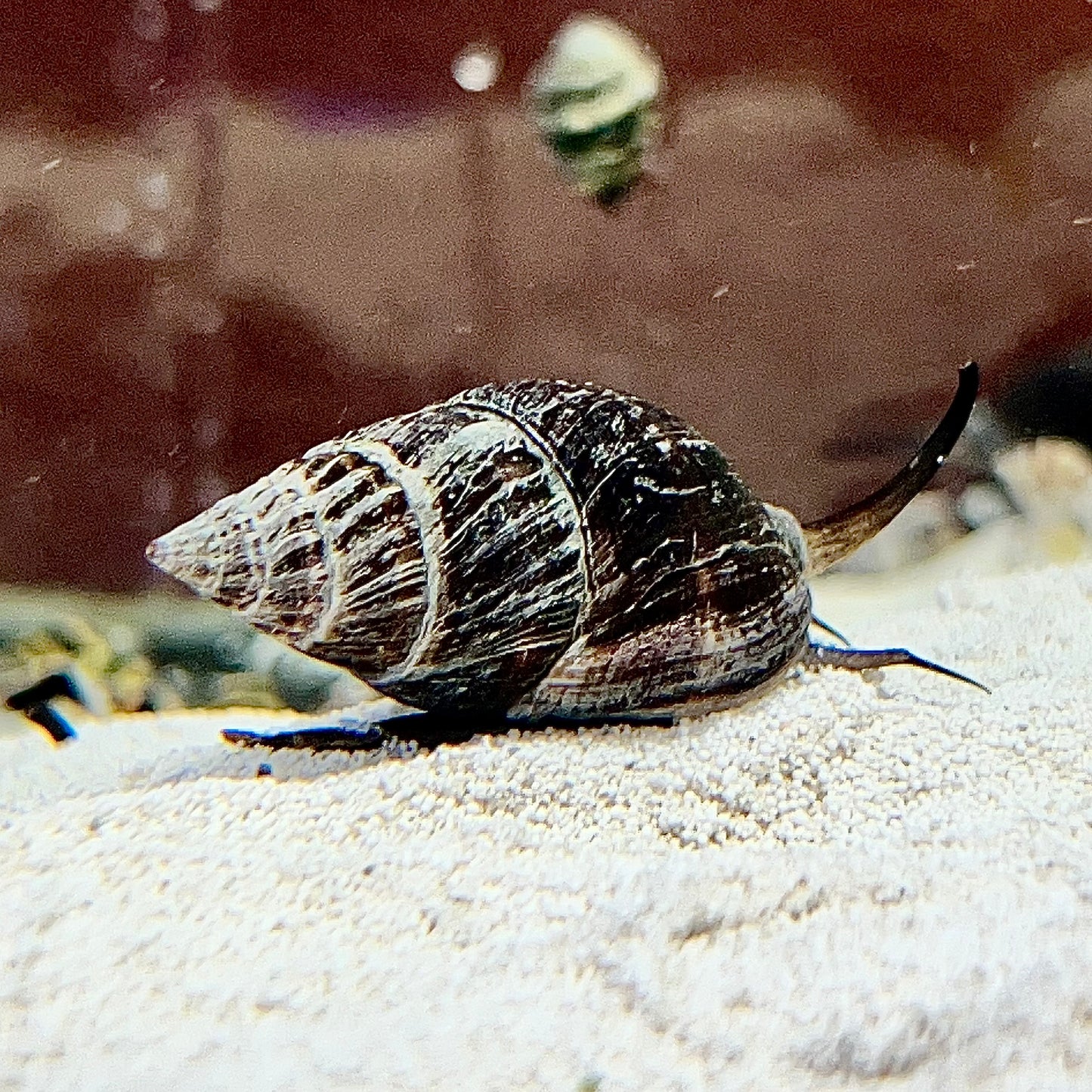 Whelk Nassarius Snail 20 Pack