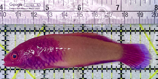 Red Velvet Fairy Wrasse Fish (Maldives) RVFW071901 WYSIWYG Size: SHOW 3.75"
