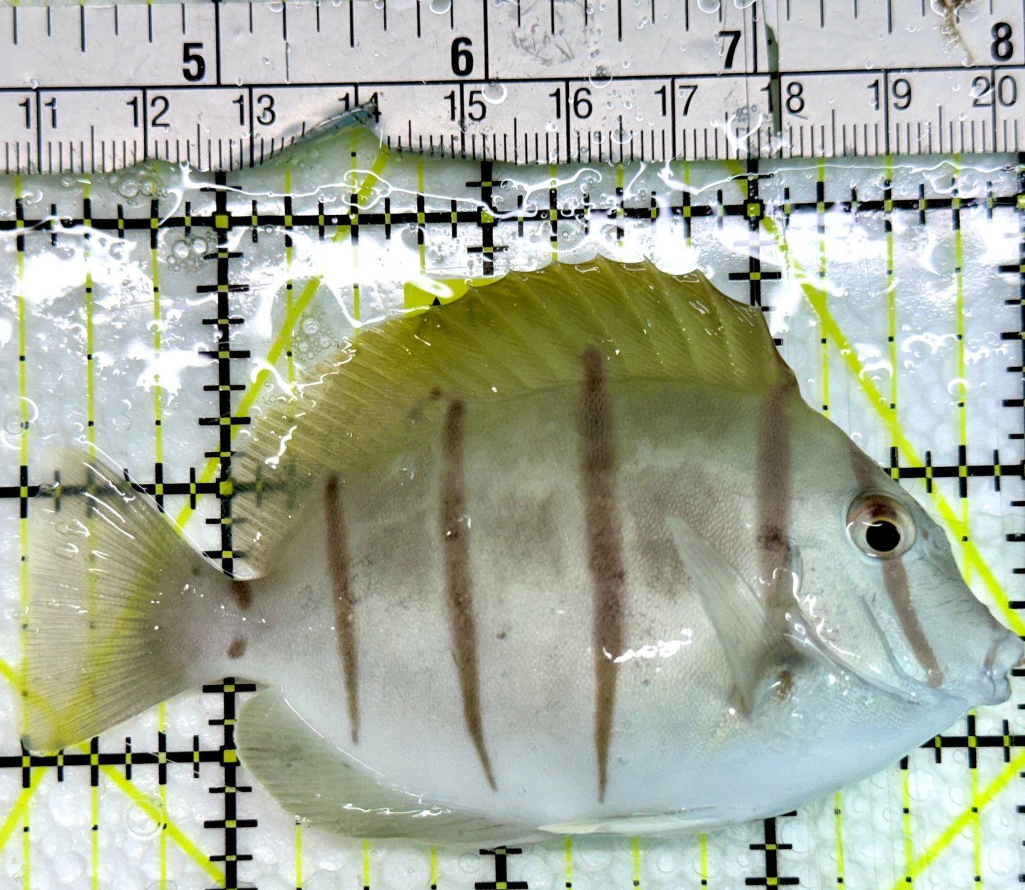 Convict Tang CT091302 WYSIWYG Size: L 3.75"