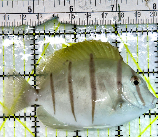 Convict Tang CT091302 WYSIWYG Size: L 3.75"