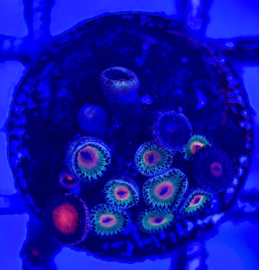Zoas/Paly ZP102902 WYSIWYG