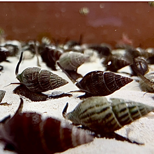 Whelk Nassarius Snail 10 Pack