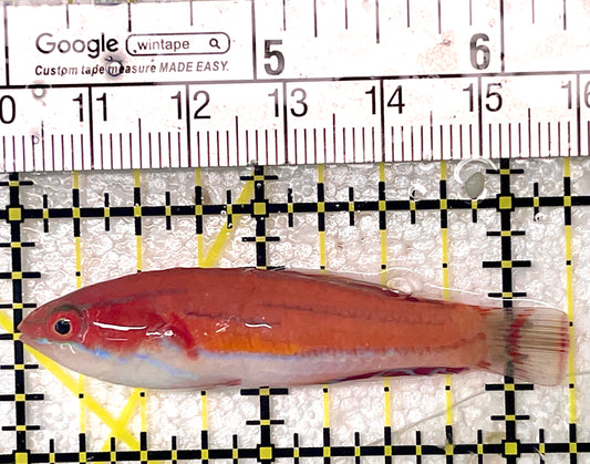 Mccosker's Flasher Wrasse MFW071901 WYSIWYG Size: XL 2.25"
