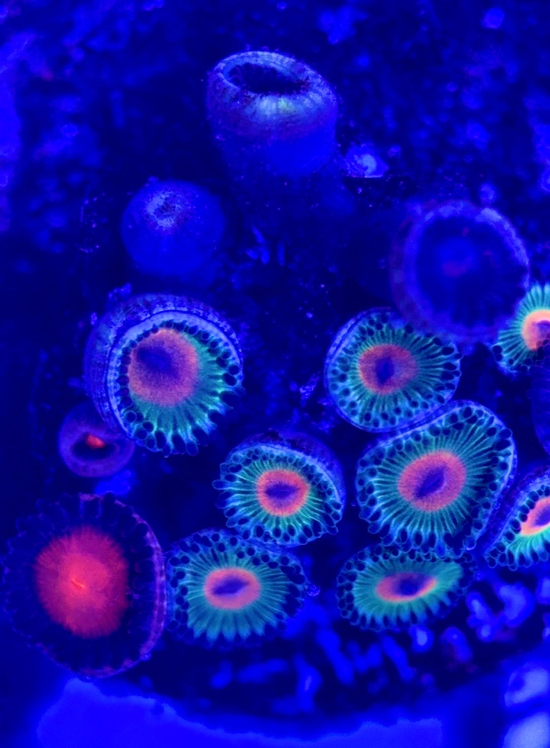 Zoas/Paly ZP102902 WYSIWYG