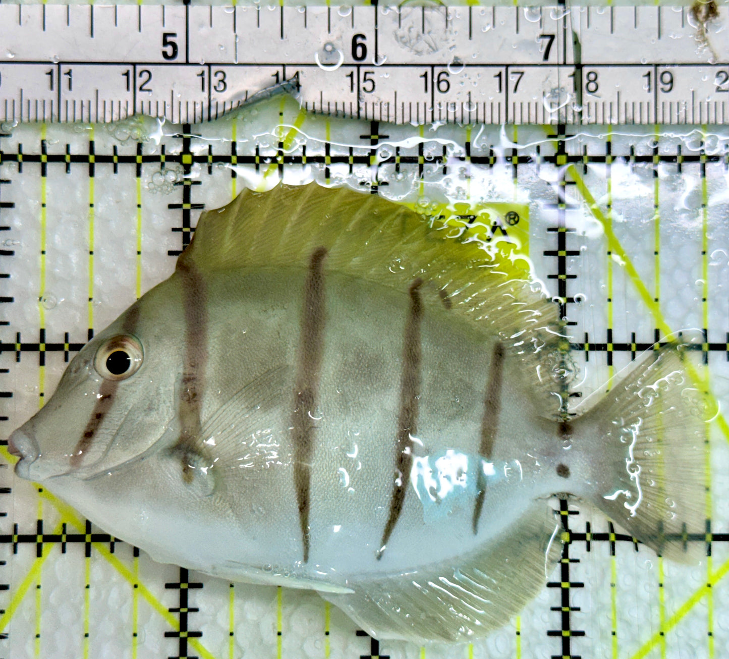 Convict Tang CT091302 WYSIWYG Size: L 3.75"