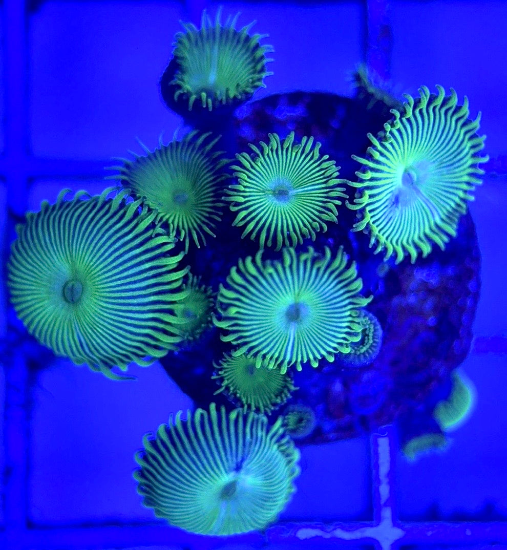 Zoas/Paly ZP102903 WYSIWYG