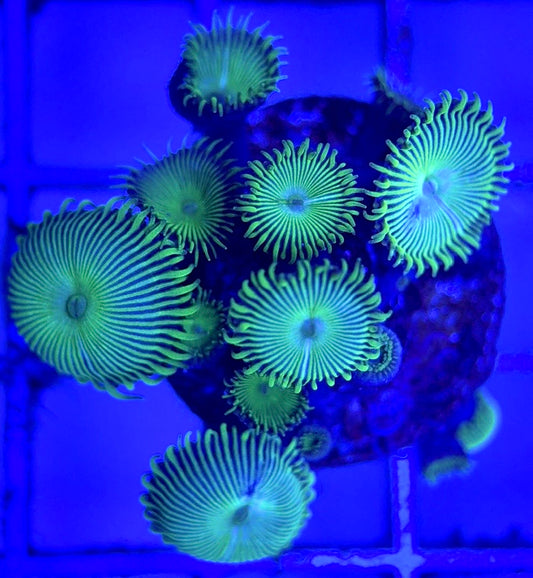 Zoas/Paly ZP102903 WYSIWYG