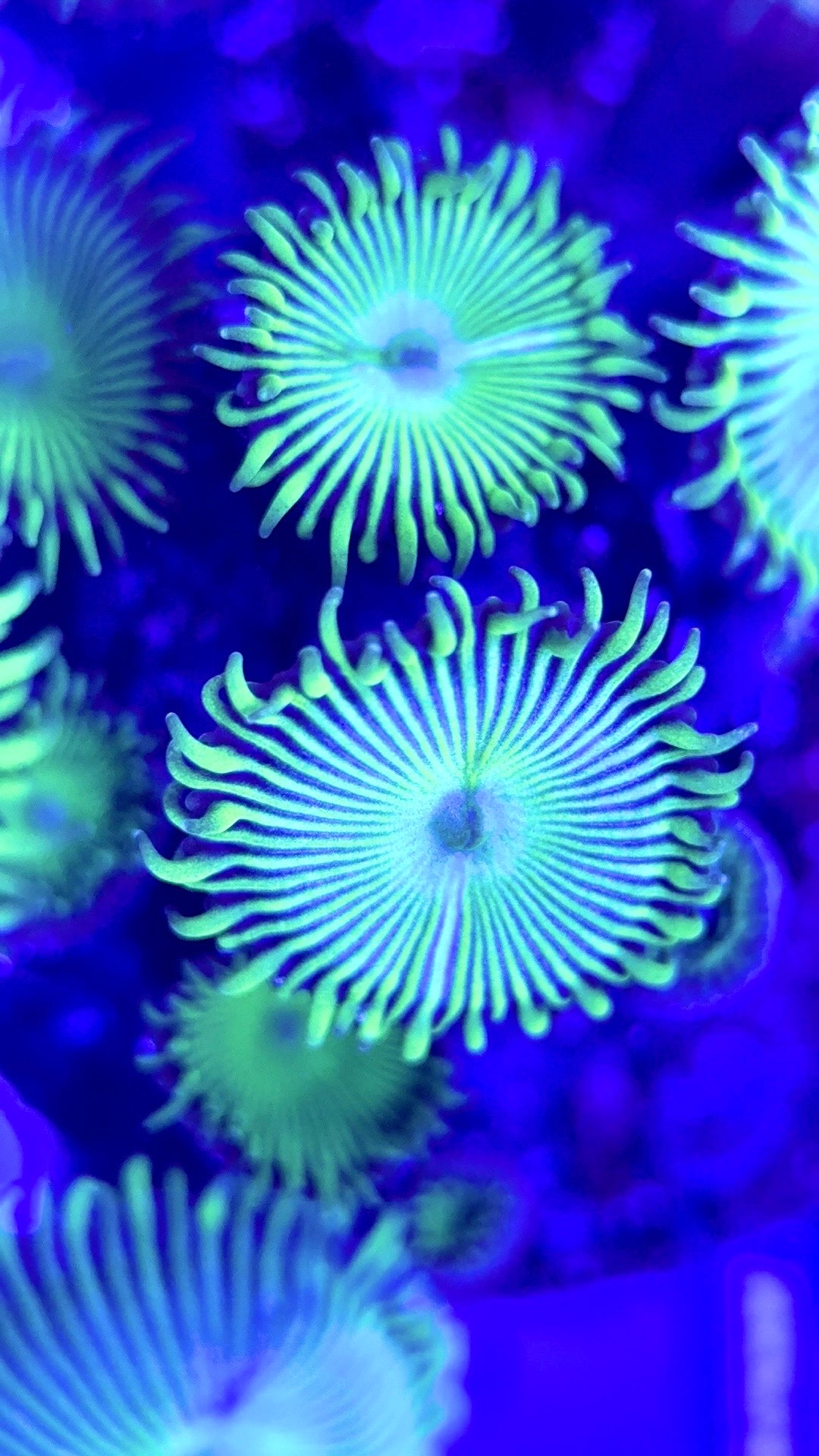 Zoas/Paly ZP102903 WYSIWYG