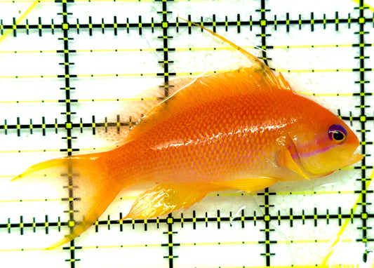 Female Lyretail Anthias (Maldives) FLA092002 WYSIWYG Size: SHOW XXL 3.5" approx