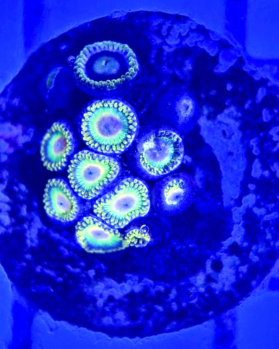 Zoas/Paly ZP102901 WYSIWYG