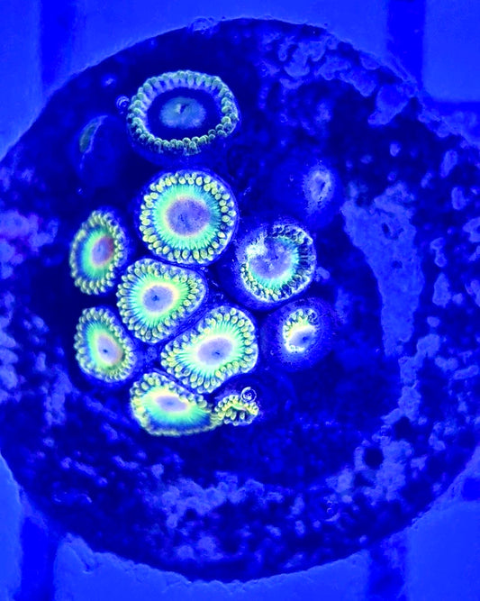 Zoas/Paly ZP102901 WYSIWYG
