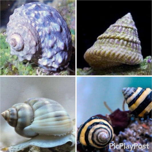 20 Snail Pack Assorted