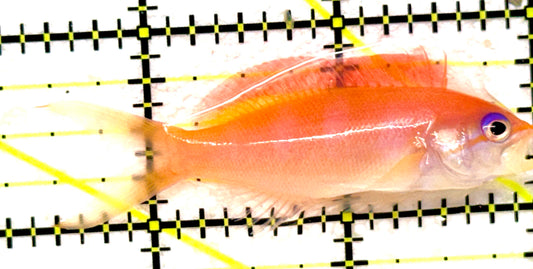 Dispar Anthias DA092001 WYSIWYG Size: L 2.5" approx