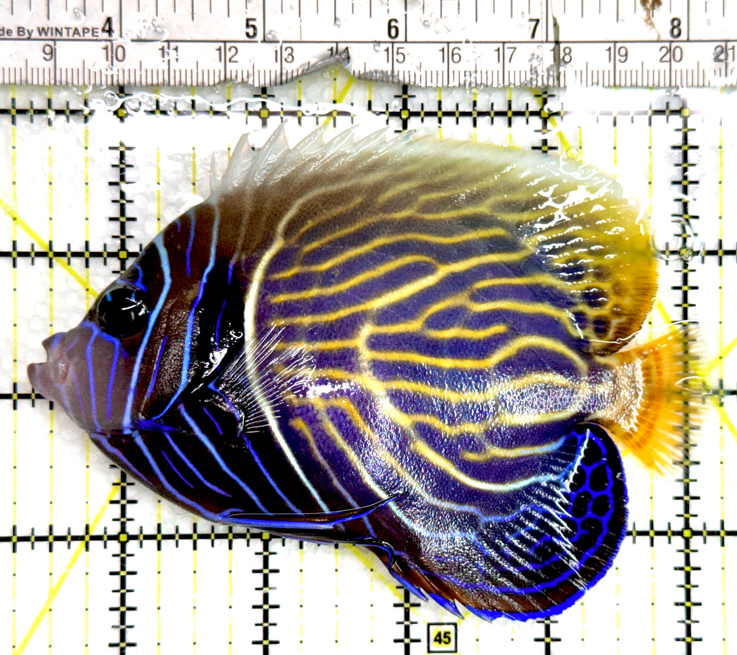 Emperor Angelfish Adult EAA091501 WYSIWYG Size: ML 5" approx