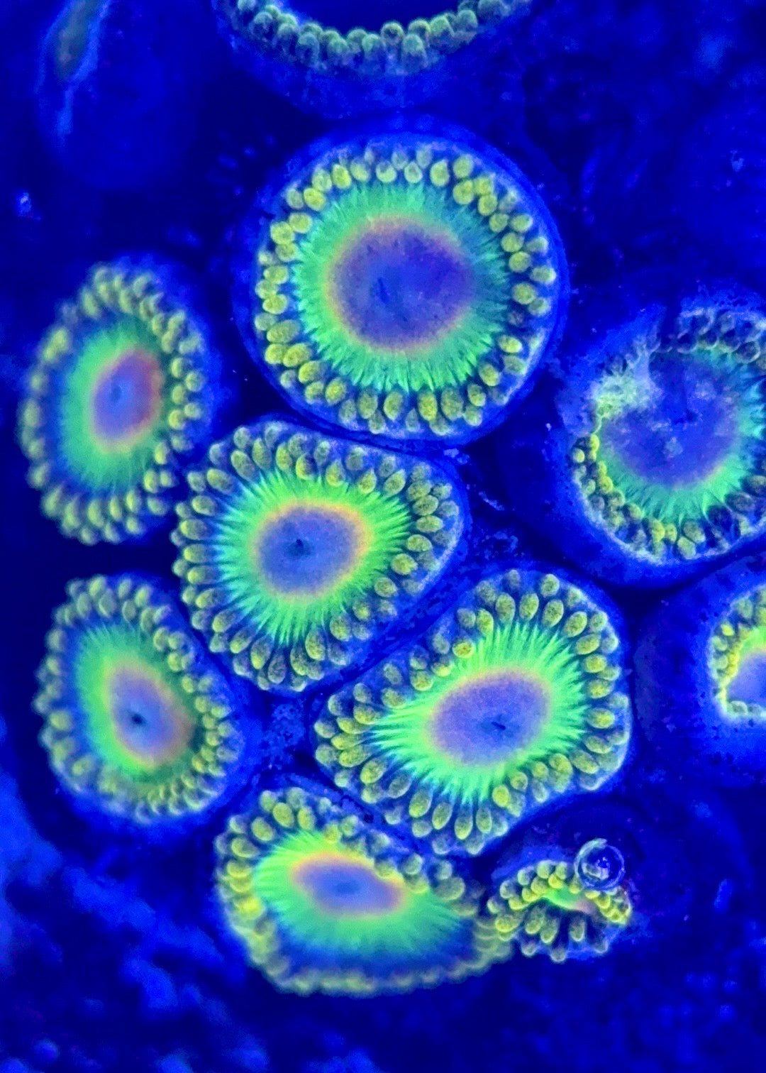 Zoas/Paly ZP102901 WYSIWYG