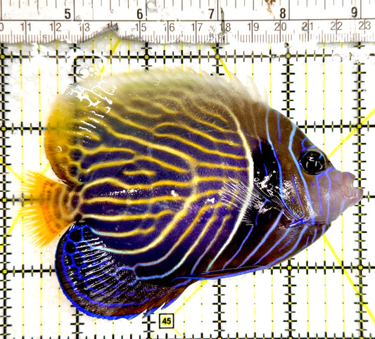 Emperor Angelfish Adult EAA091501 WYSIWYG Size: ML 5" approx