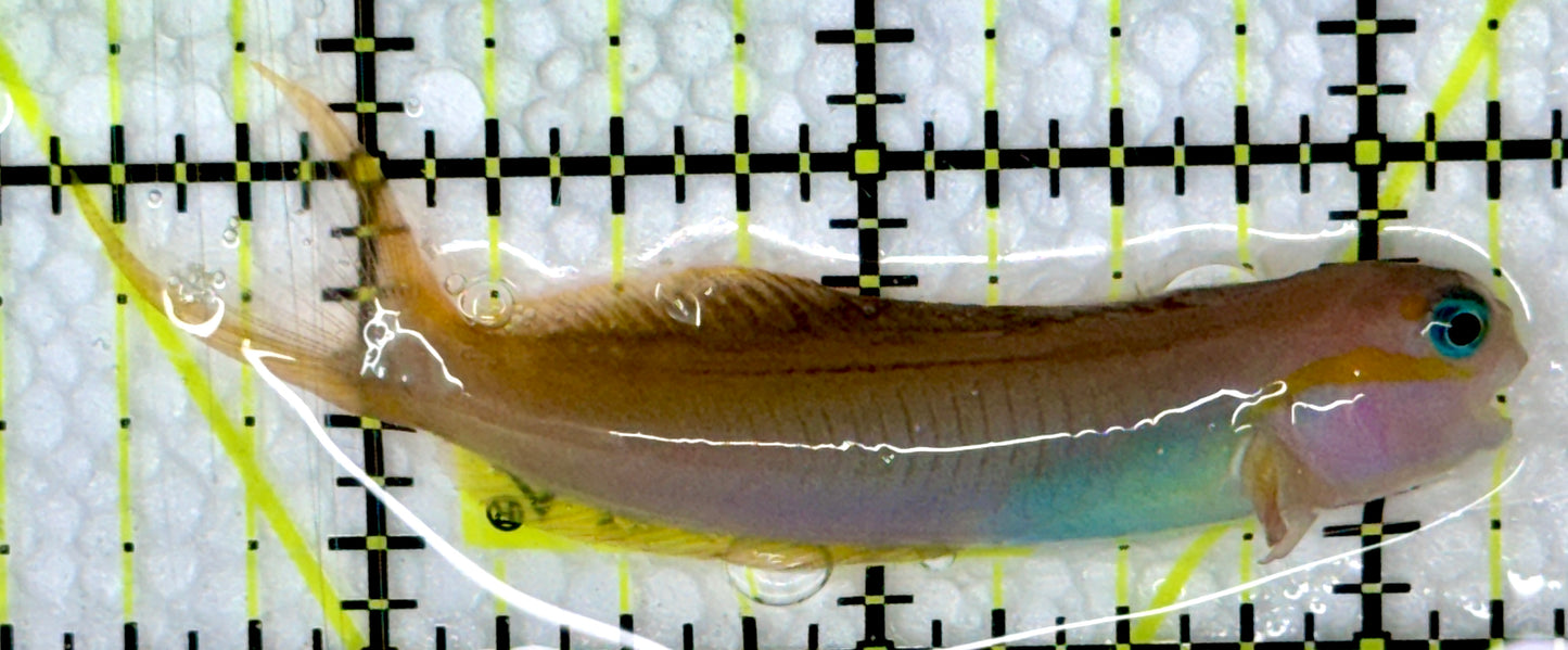 Golden Midas Blenny Africa GMB091302 WYSIWY Size: M 3"