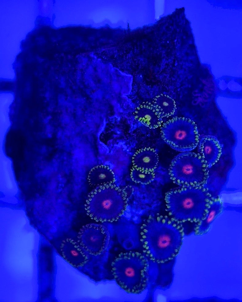 Zoas/Paly ZP102902 WYSIWYG