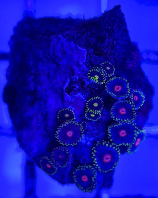 Zoas/Paly ZP102902 WYSIWYG