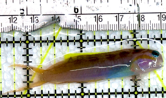 Golden Midas Blenny Africa GMB091302 WYSIWY Size: M 3"