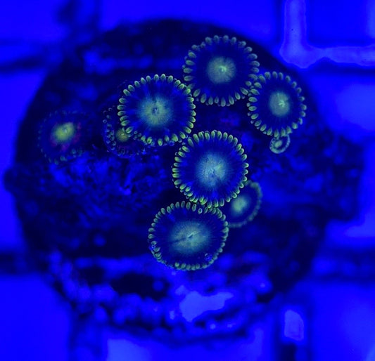 Zoas/Paly ZP102903 WYSIWYG