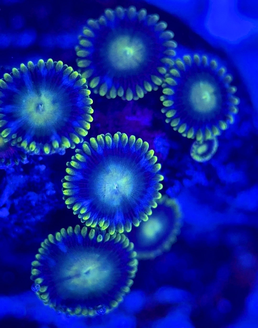 Zoas/Paly ZP102903 WYSIWYG