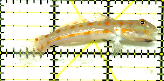 Diamond Watchman Goby DWG092001 WYSIWYG Size: M 2.75" approx