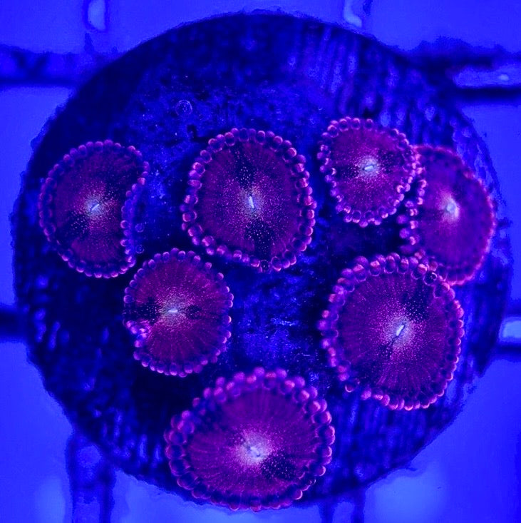 Zoas/Paly ZP102902 WYSIWYG
