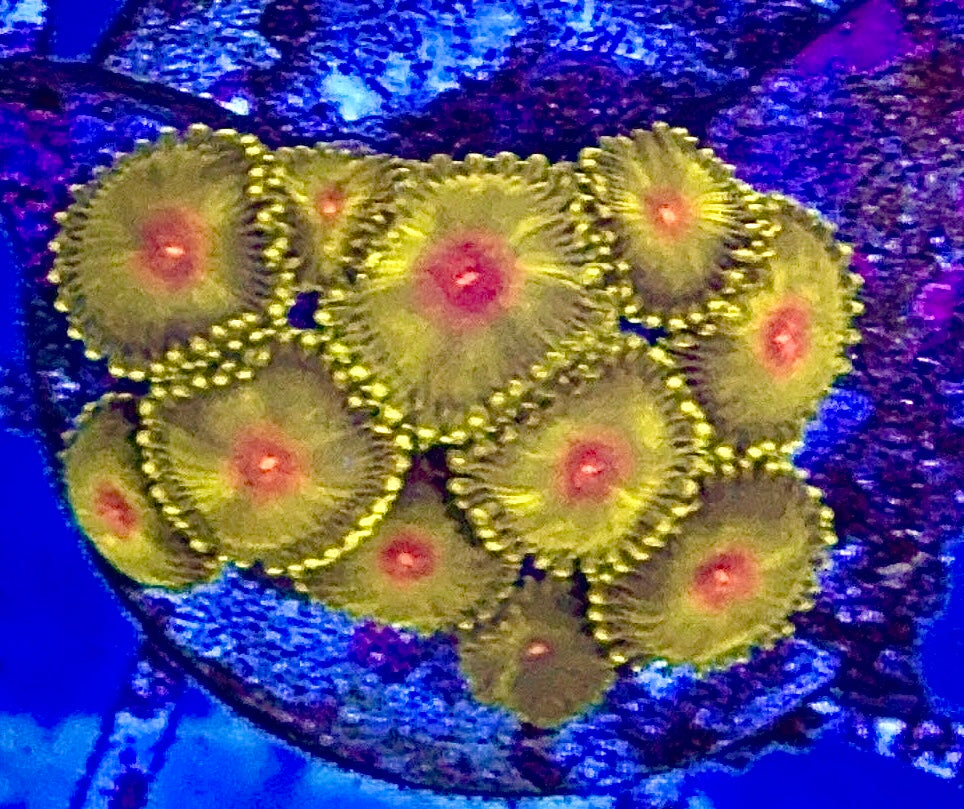 Aussie Ultra Golden Gods Zoa WYSIWYG AUZ010323 Size: 1.5" Frag Aprox