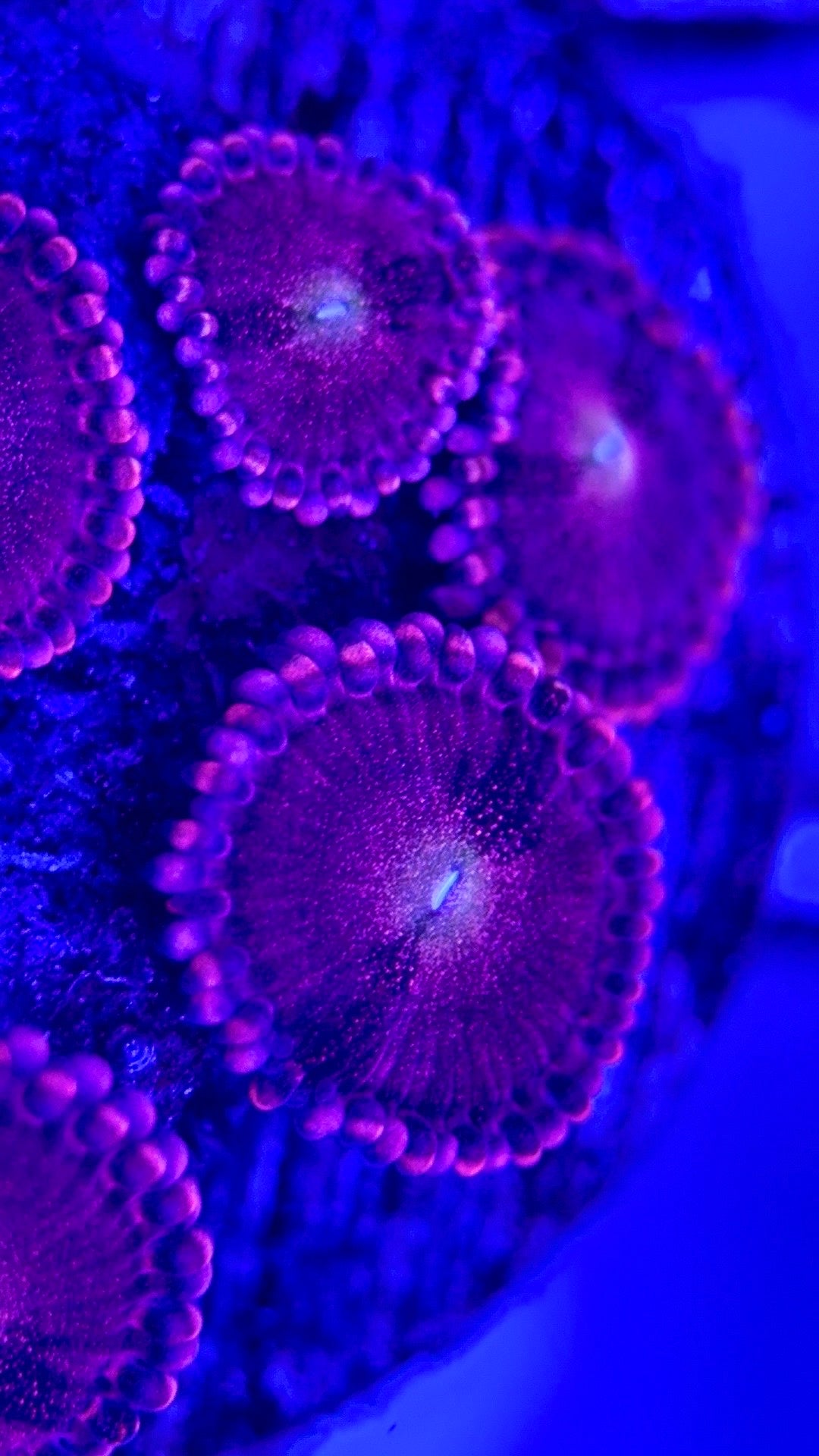 Zoas/Paly ZP102902 WYSIWYG