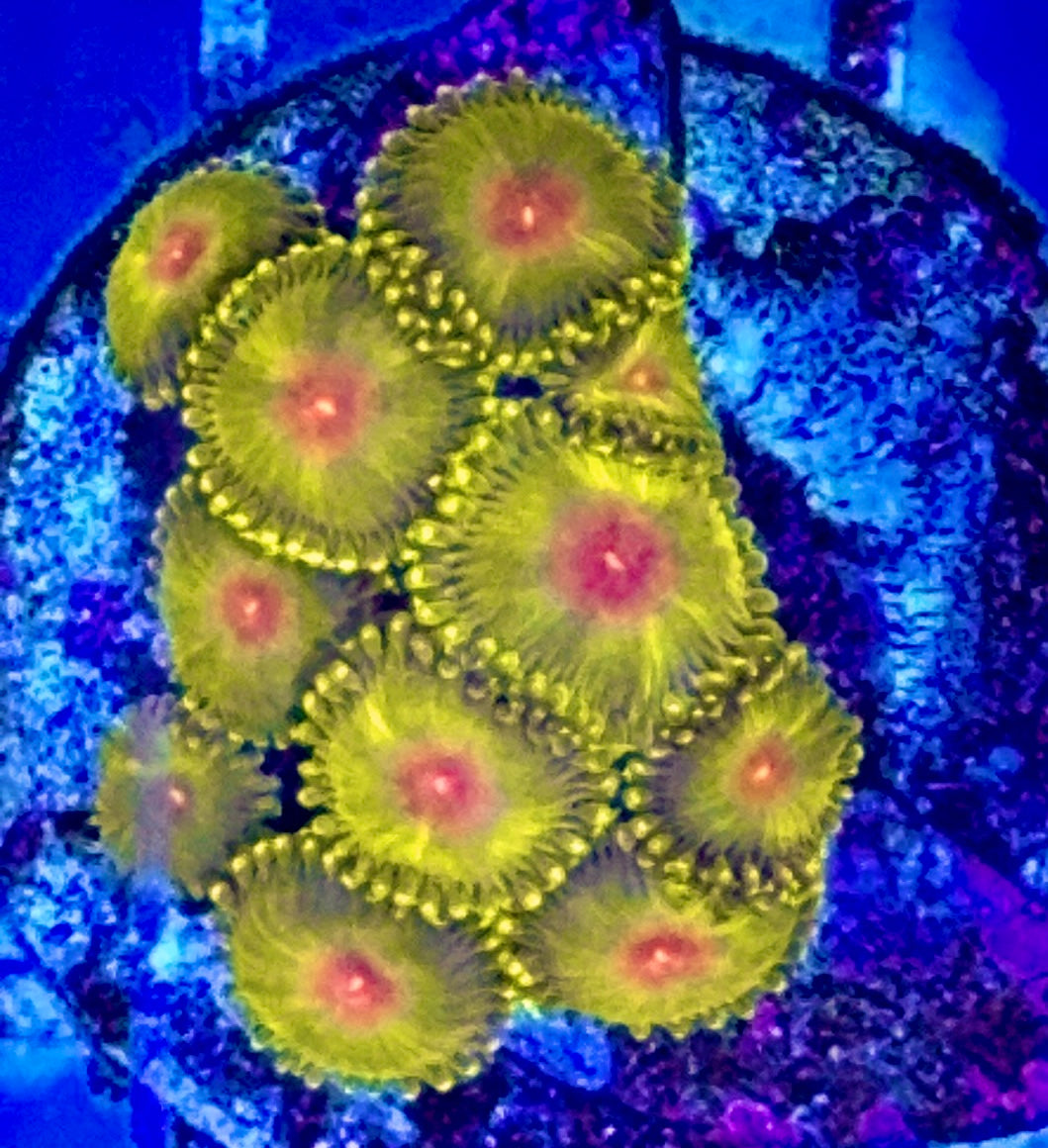 Aussie Ultra Golden Gods Zoa WYSIWYG AUZ010323 Size: 1.5" Frag Aprox