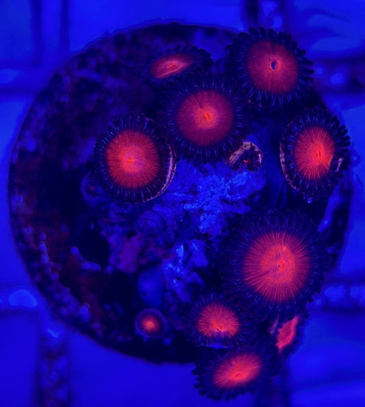 Zoas/Paly ZP102903 WYSIWYG