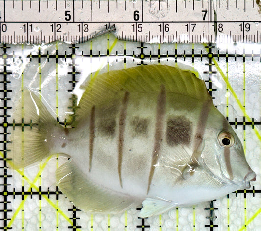 Convict Tang CT091303 WYSIWYG Size: M 3.5"