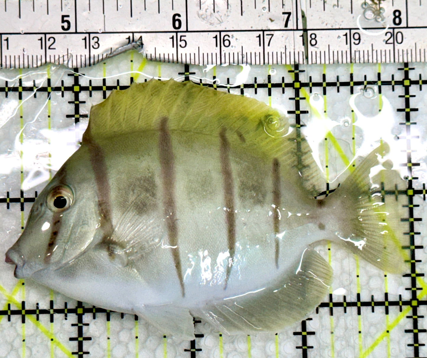Convict Tang CT091303 WYSIWYG Size: M 3.5"
