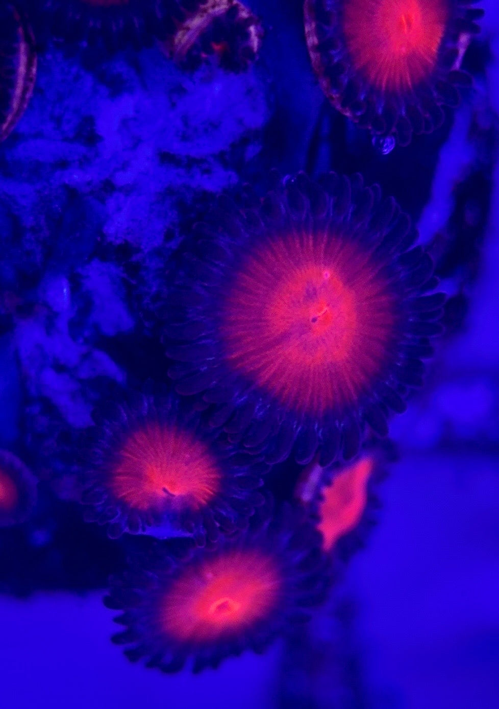 Zoas/Paly ZP102903 WYSIWYG