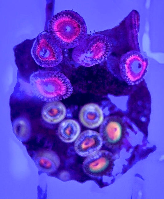 Zoas/Paly ZP102901 WYSIWYG