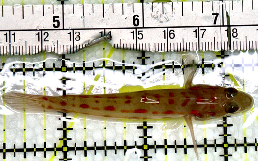 Diamond Watchman Goby DWG091301 WYSIWYG Size: M 3"