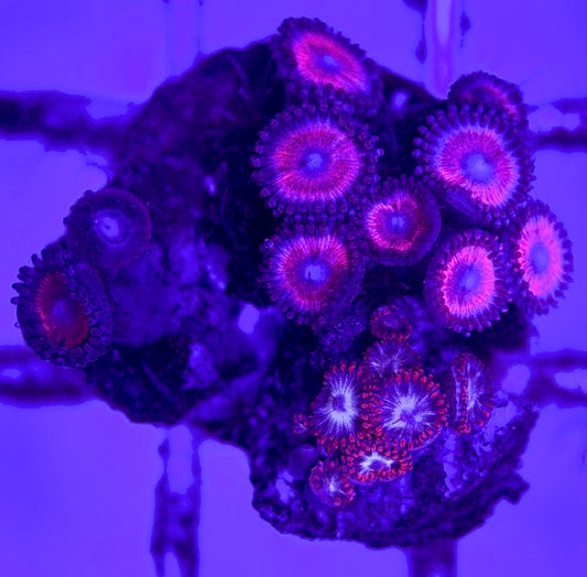 Zoas/Paly ZP102902 WYSIWYG