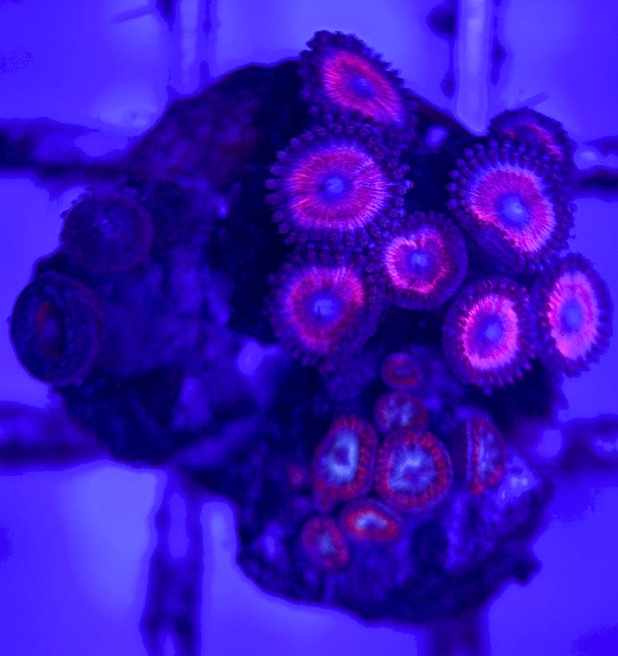 Zoas/Paly ZP102902 WYSIWYG