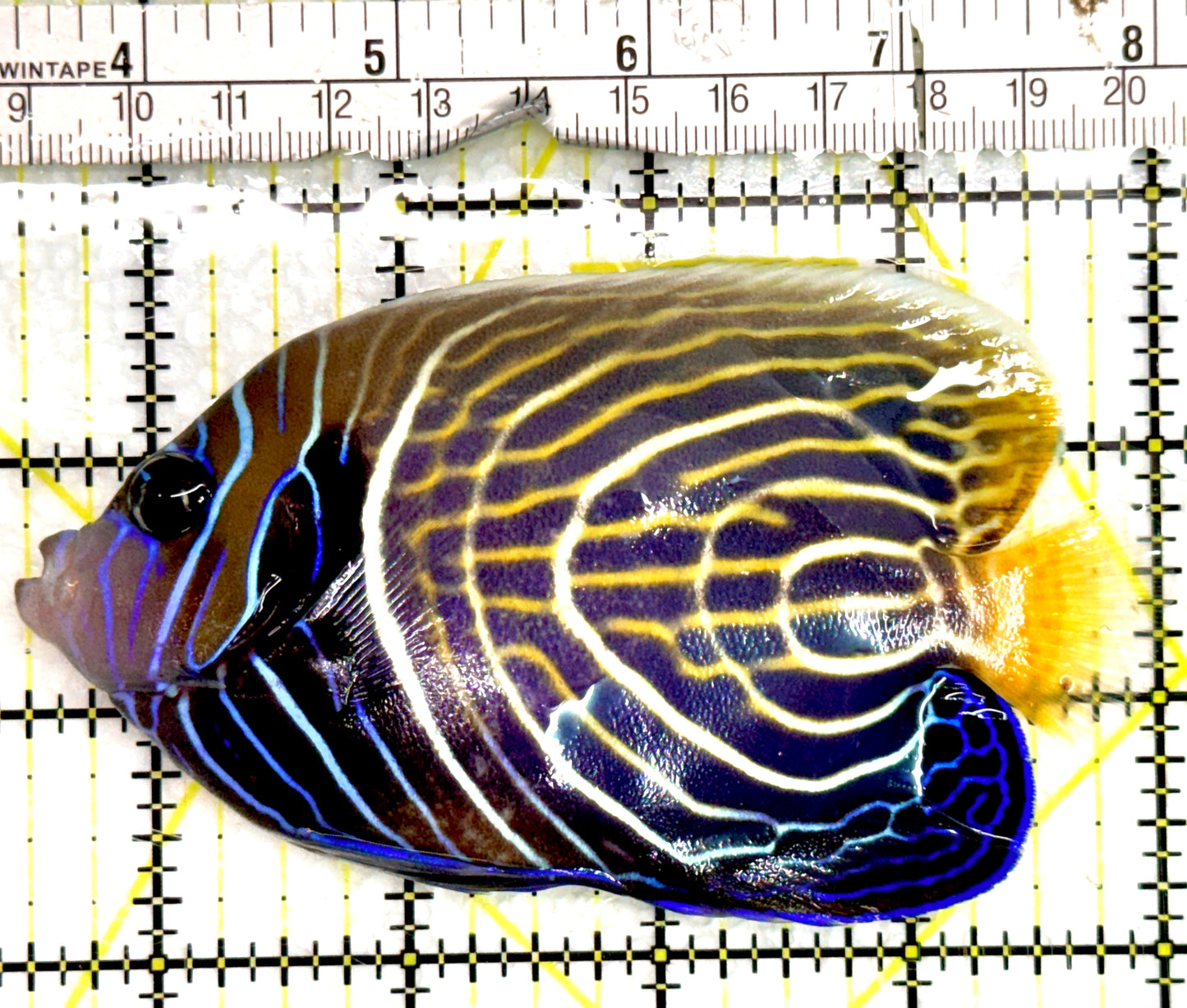 Emperor Angelfish Adult EAA091502 WYSIWYG Size: ML 4.75" approx