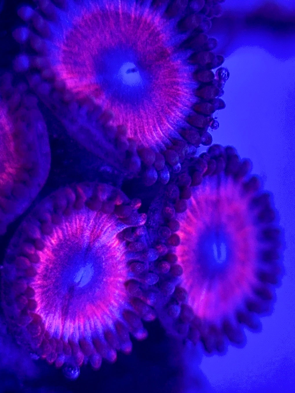 Zoas/Paly ZP102902 WYSIWYG