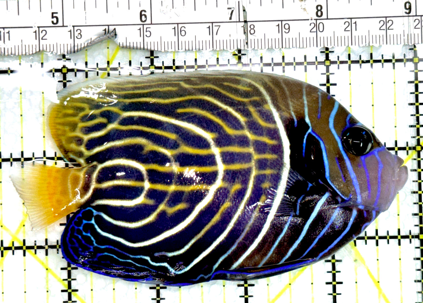 Emperor Angelfish Adult EAA091502 WYSIWYG Size: ML 4.75" approx