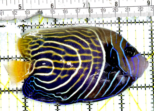 Emperor Angelfish Adult EAA091502 WYSIWYG Size: ML 4.75" approx